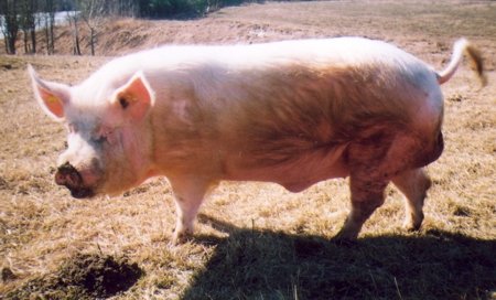 Латвийская белая порода свиней 